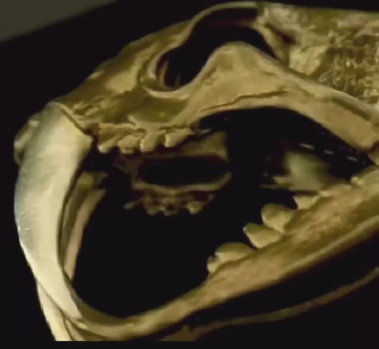 Original Brass Saber-Toothed Tiger Skull Pendant, Handcrafted Keychain with Silver Teeth